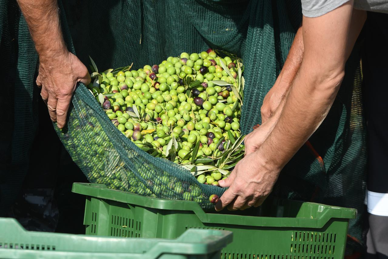 Šibenik: Udruga branitelja oboljelih od PTSP-a započinje berbu maslina u svom masliniku