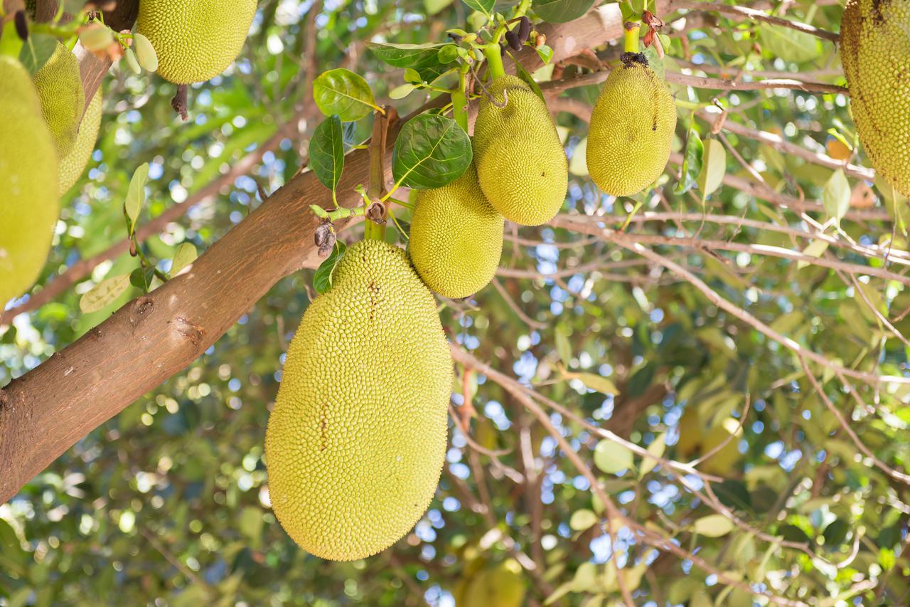 Nangka