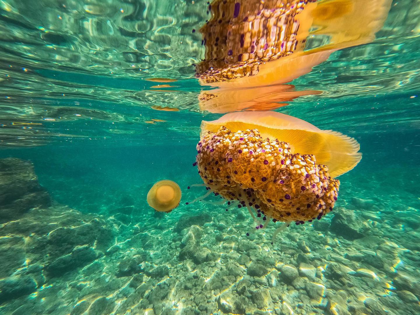 Mjesto uboda treba isprati morskom vodom, nikako slatkom jer pojačava osjet bola, a lovke se mogu pokušati odstraniti pincetom. Mjesto je uboda dobro isprati octom ili alkoholom koji blokiraju "neeksplodirane" žarnice. 