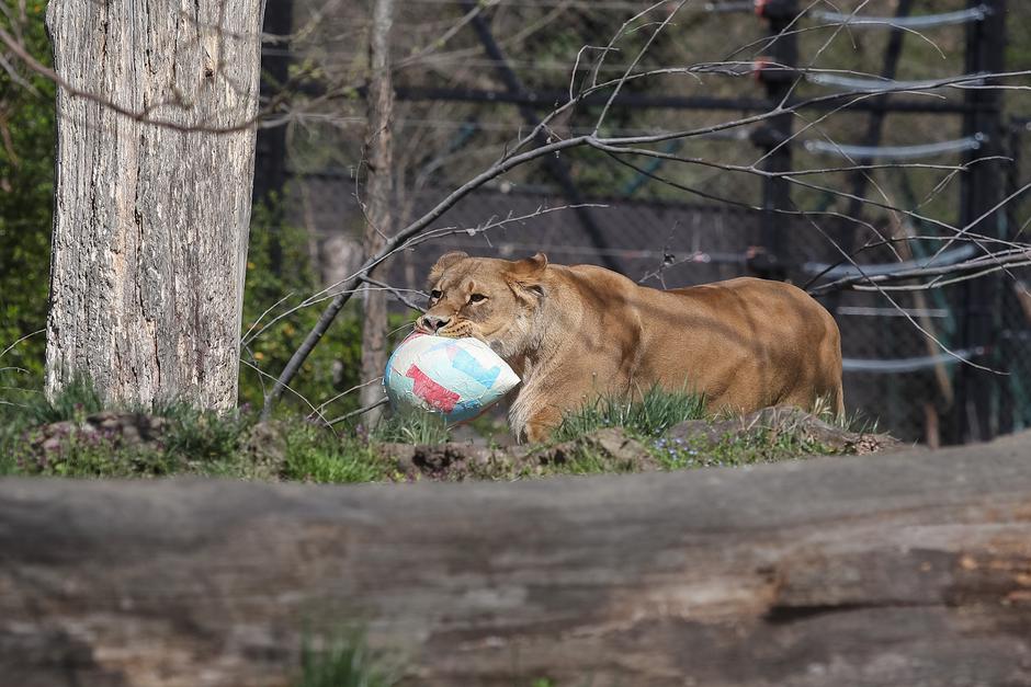 Zagreb: Životinje u ZOO vrtu Zagreb razveselile su se pisanicama 