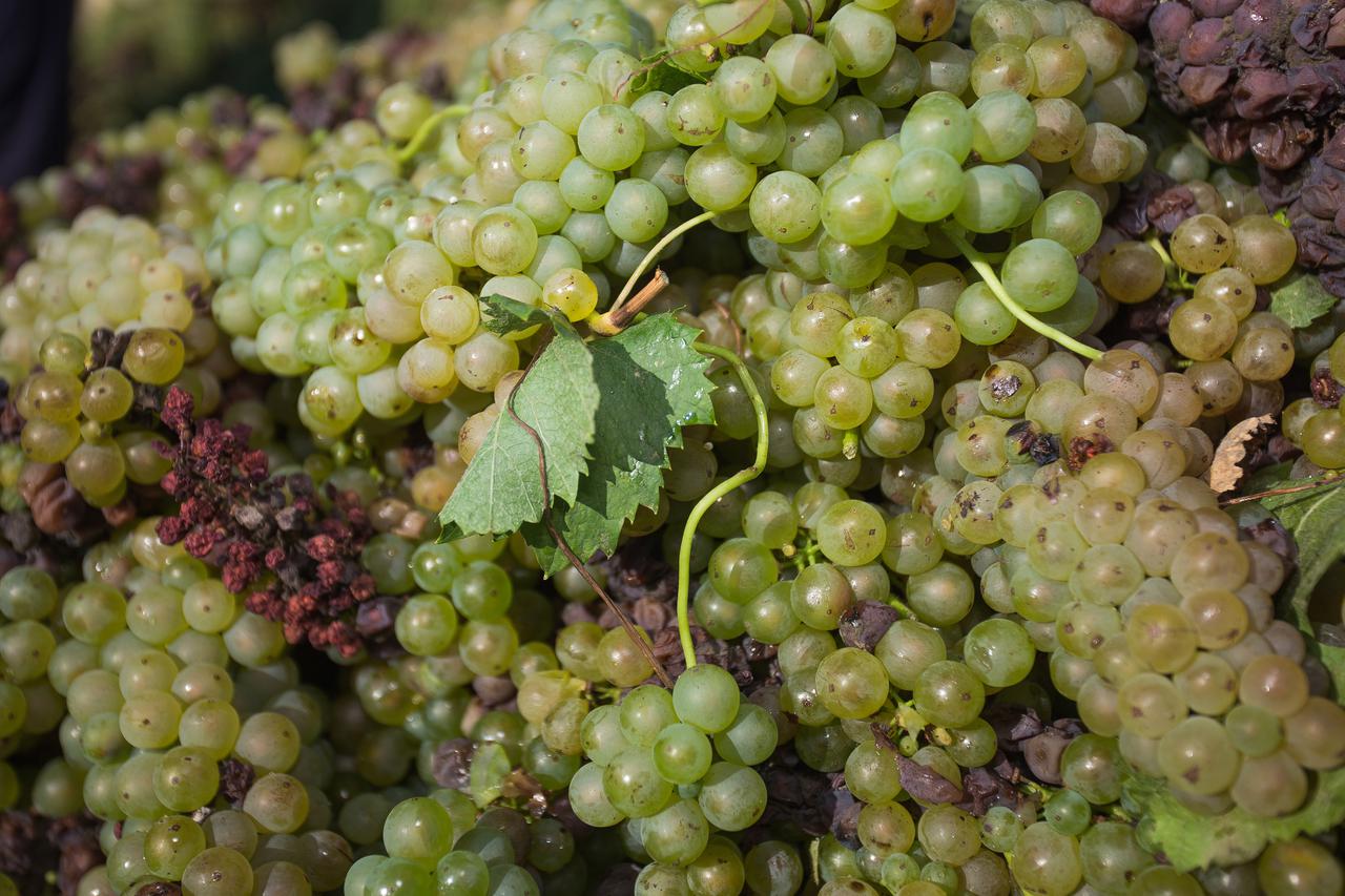 Berba grožđa u vinogradima Iločkih podruma