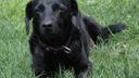 Hope, a dog with character, seeks a home after surgeries