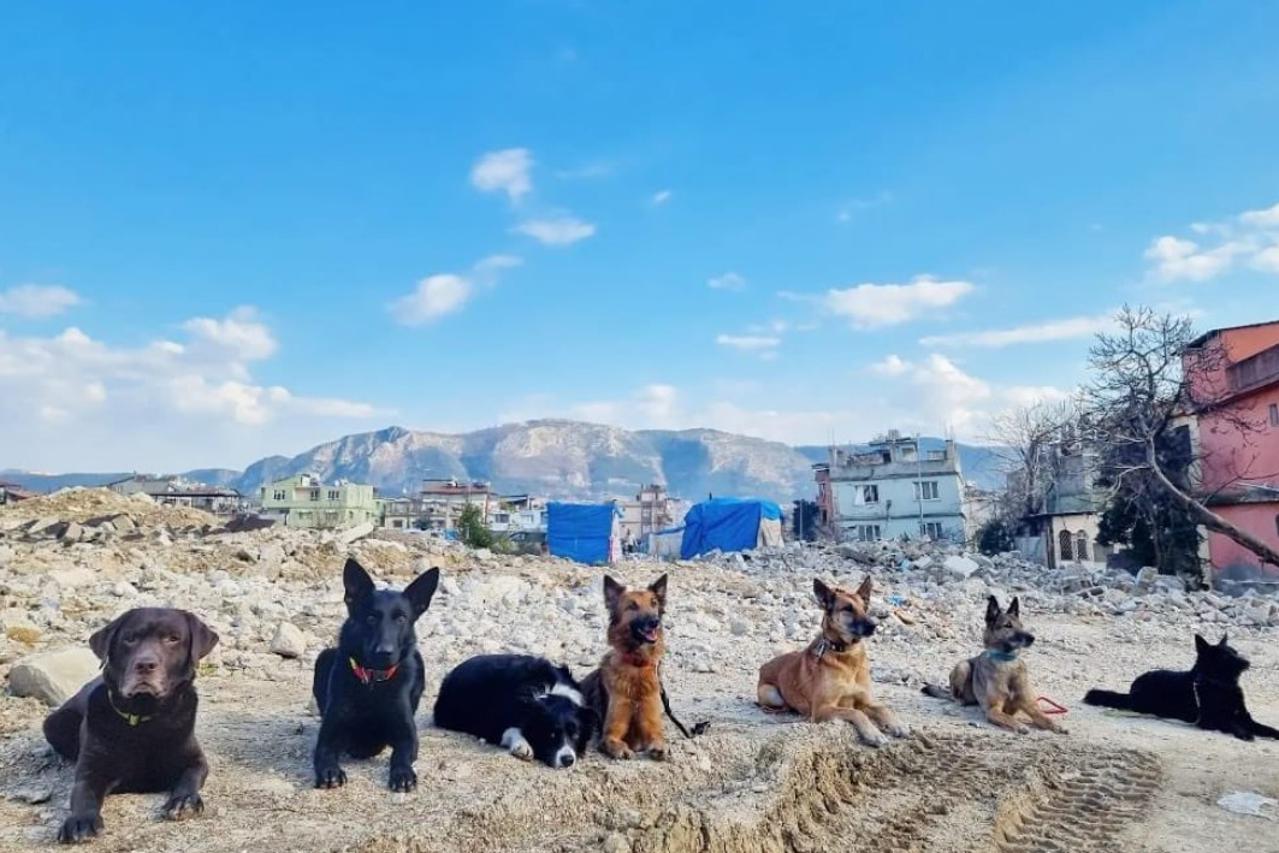 Tamo gdje čovjek ne može, dolaze oni: Hrvatski psi koji tragaju za preživjelima u Turskoj - Večernji.hr