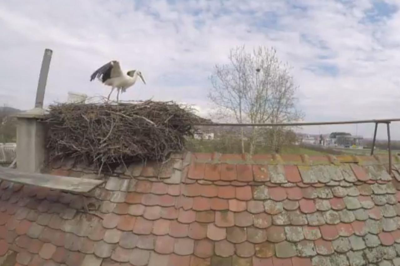 Malena čeka Klepetana