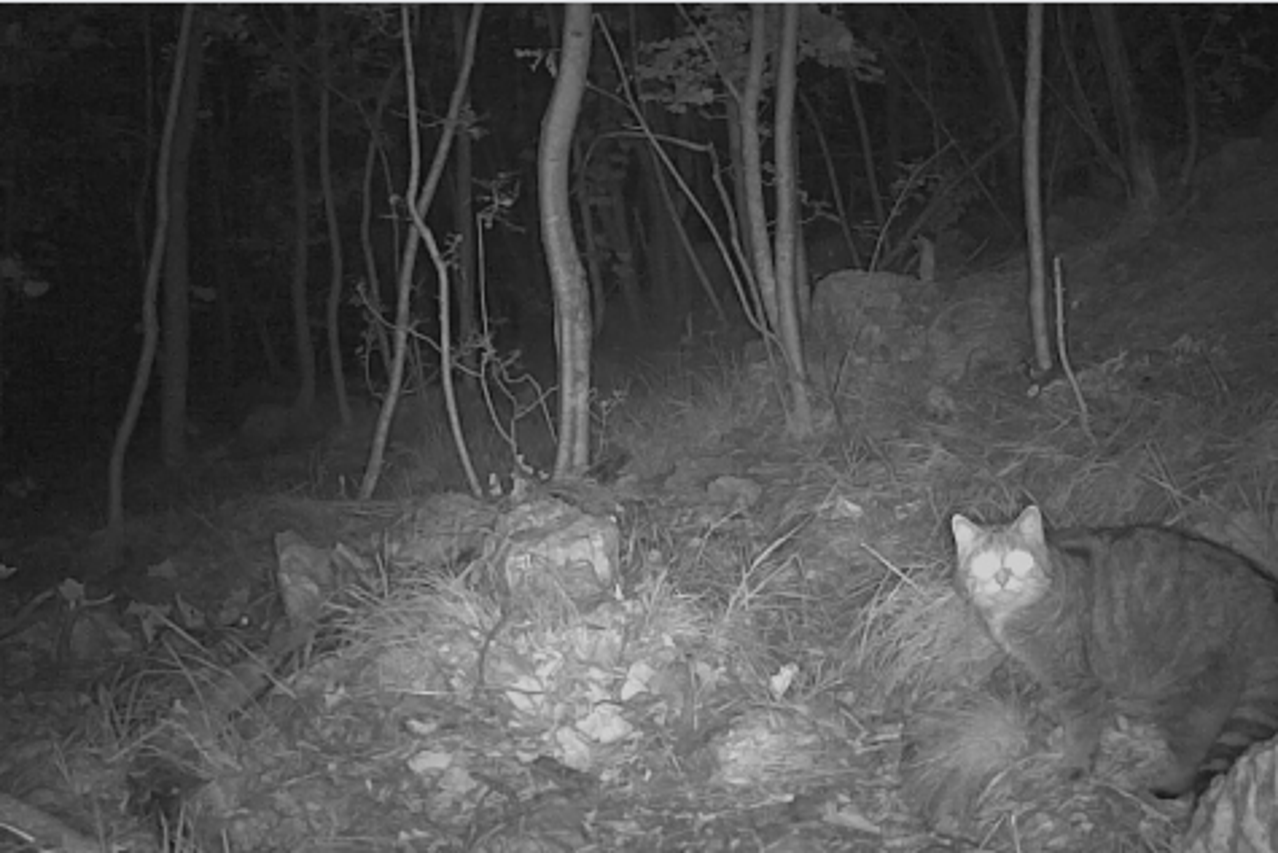 Europska divlja mačka u Nacionalnom parku Paklenica