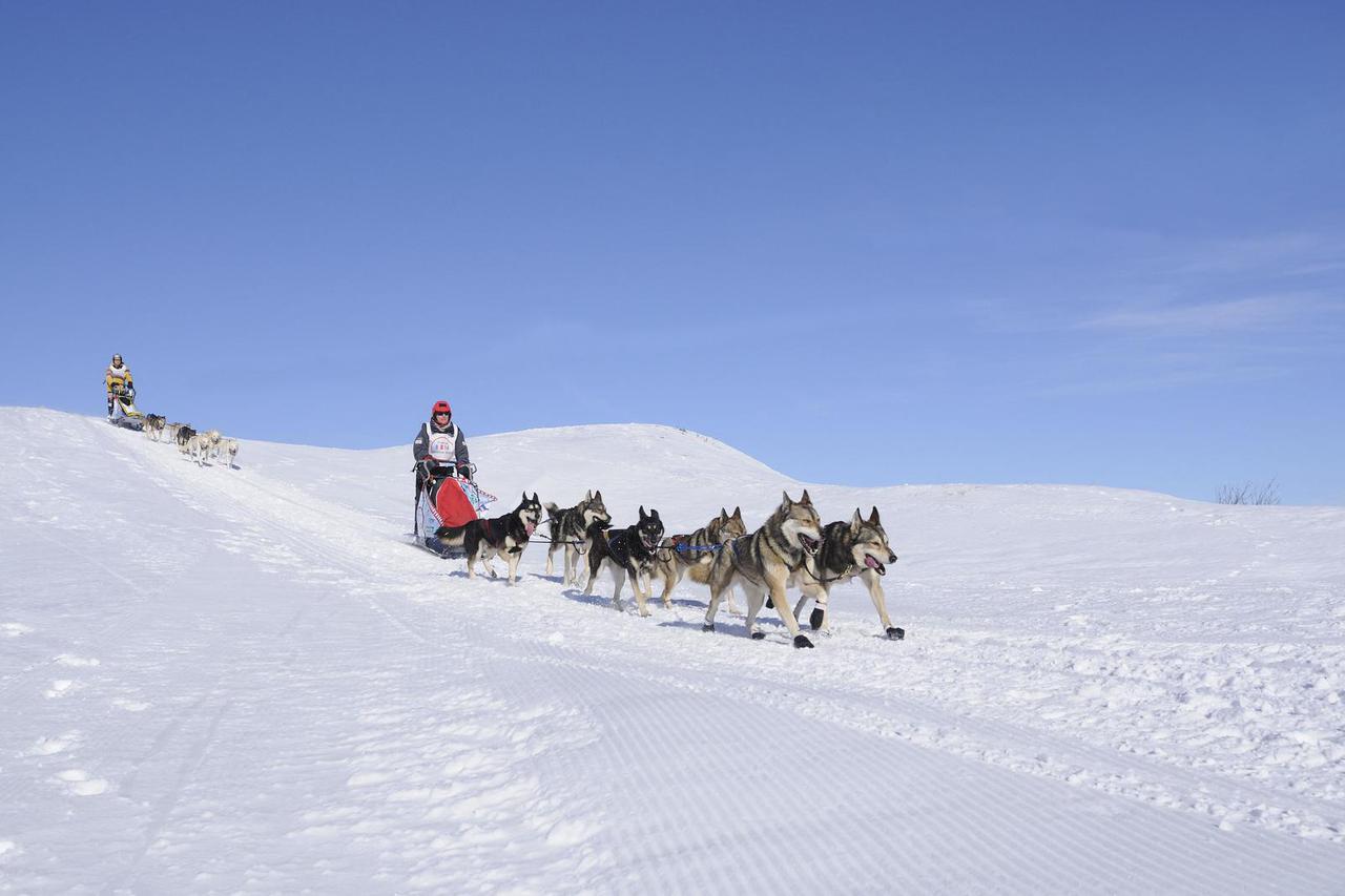 Illustration - Sled Dogs