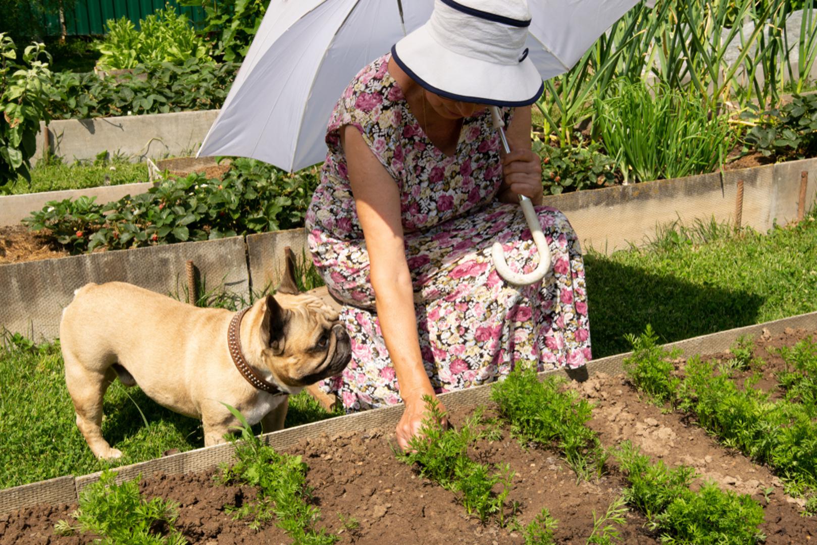 Francuski buldog: Francuz je smiren, odan i često sretan s kraćim šetnjama, pogotovo ako su redovite. Nije pas za duge ture, ali je odličan kao motivacija da se izađe van i udahne zrak. Kao i kod mopsa, treba paziti na toplinu, disanje i održavanje zdrave tjelesne težine.