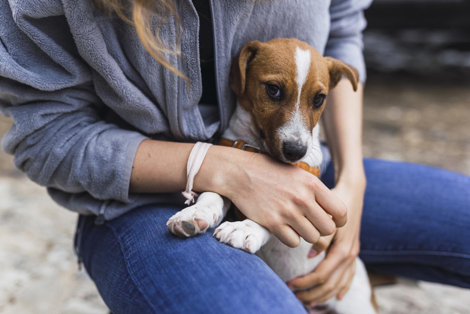 Ako tražite psa uz kojeg ćete imati dugi suživot, čini se kako biste se trebali usredotočiti na manje pasmine. Statistike i iskustvo uzgajivača i veterinara uglavnom se slažu: mali psi u prosjeku žive dulje, a neke pasmine bez problema dočekaju duboku starost. U praksi, na dugovječnost najviše utječu genetika, kvaliteta prehrane, redovito kretanje i preventiva kod veterinara. Ipak, kad je o starenju riječ, geni su najviše na strani ovih 7 pasmina.