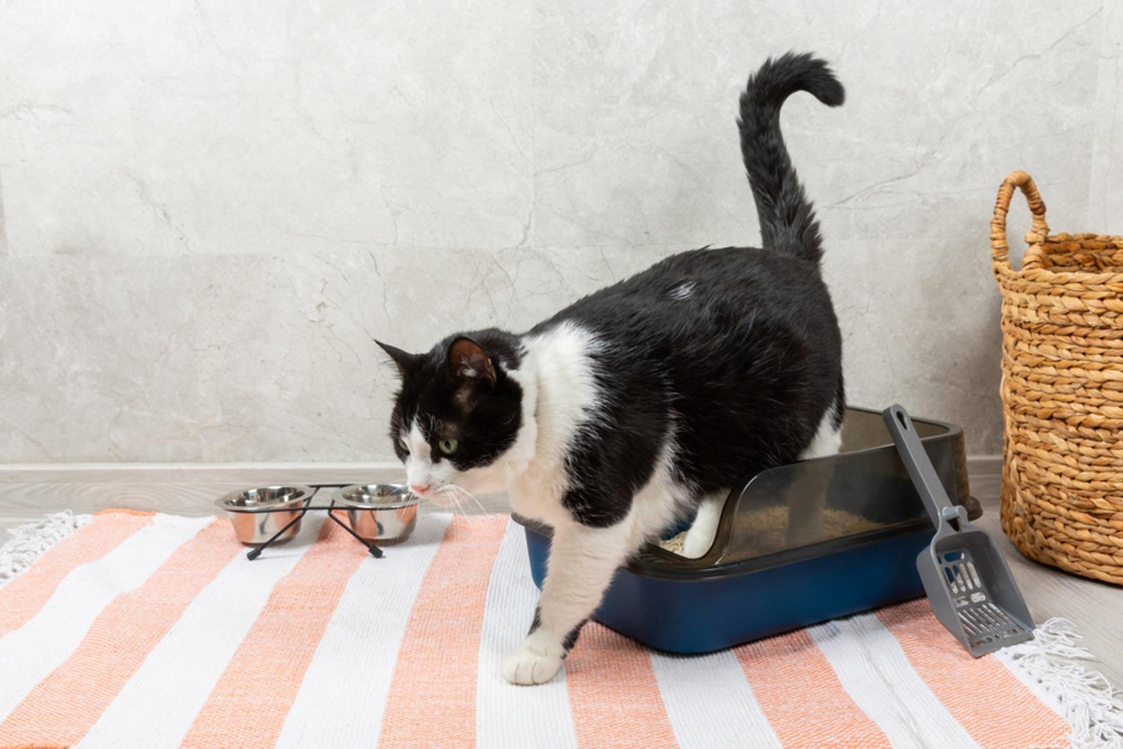 Ipak, ne prekrivaju sve mačke svoj izmet. Ponekad je razlog želja za obilježavanjem teritorija i pokazivanjem dominacije, primjerice kada u kućanstvo stigne nova mačka. U drugim slučajevima uzrok mogu biti bolest, bol, stres ili tjeskoba, zbog kojih mačka prestaje obavljati uobičajene navike.