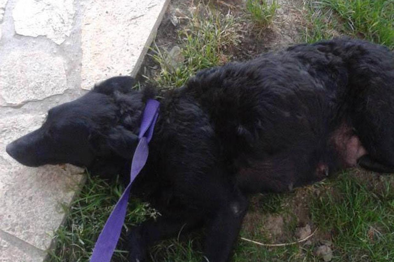 Kujica s Gaić planine