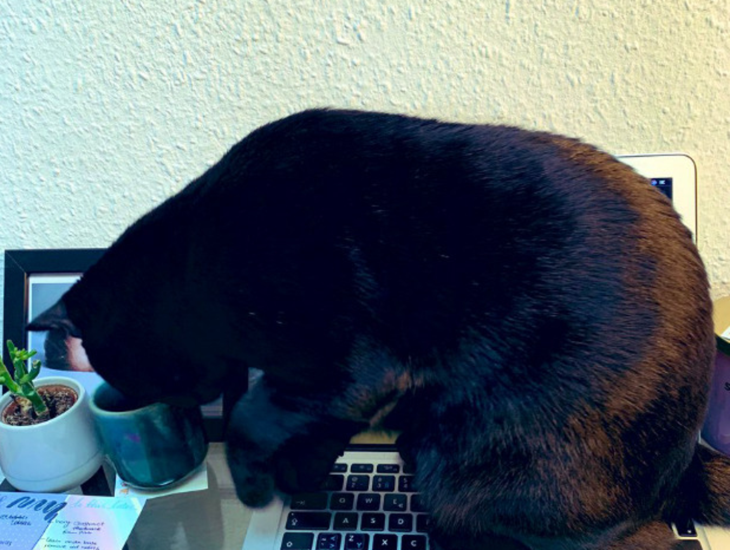 Ova mačka odlučila je zamjeniti svoju vlasnicu na poslu, a čak pije i njezinu kavu.
