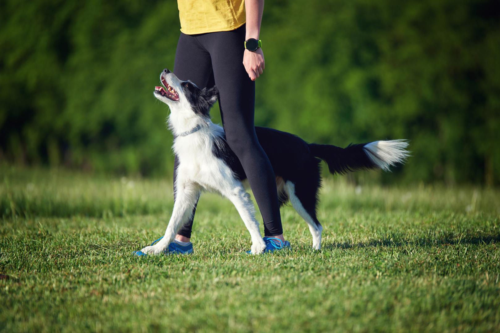 Border collie: Ovaj pas je izvrstan primjer radne inteligencije. Brzo uči i kompleksne zadatke, ali treba puno mentalne stimulacije i sporta kako bi bio sretan. Bez 'posla' zna razviti neželjena ponašanja, pa planirajte dnevne zadatke poput njuškalica i targetiranja.