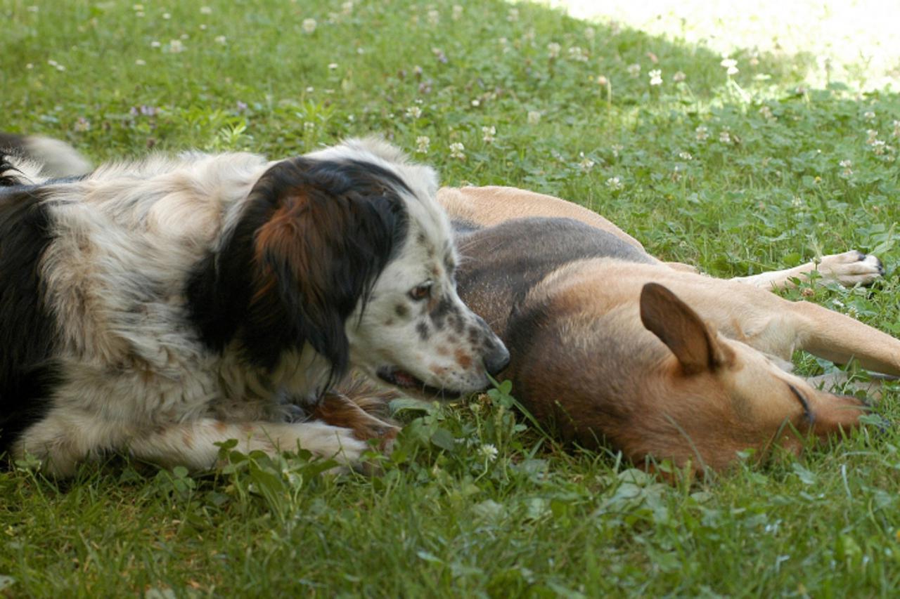 'sis...050707...sisak...psi lutalice snimio nikola cutuk'
