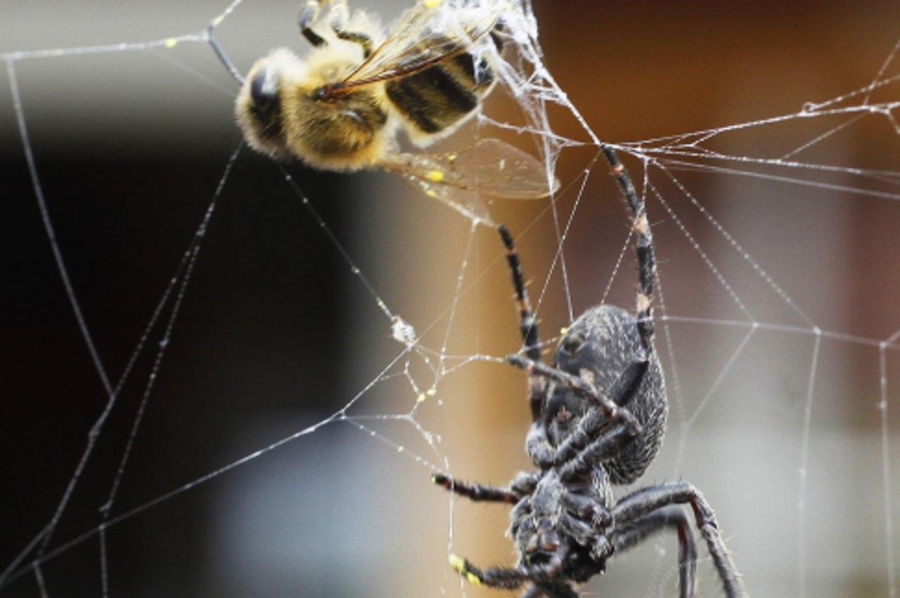 'A garden spider catches a bee in its web in the eastern German city of Hohen Neuendorf on September 11, 2009. AFP PHOTO DDP /  MICHAEL URBAN  GERMANY OUT'