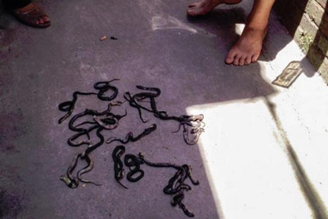 Odbjegle zmije otrovnice