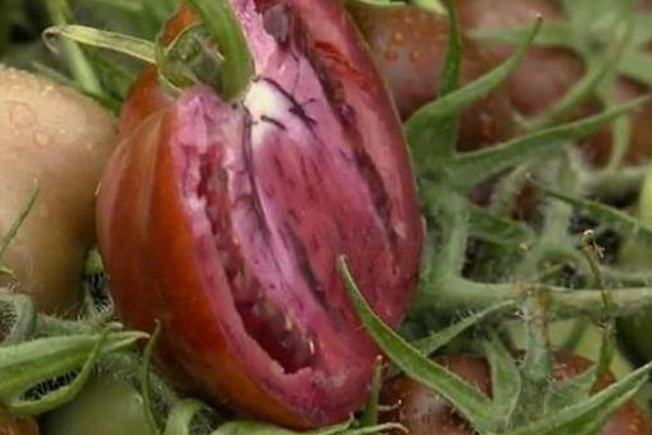 Ljubičaste rajčice