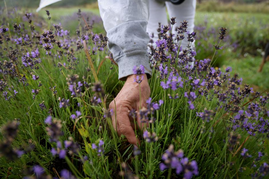 Mutilić: Izbor za najbolji OPG - OPG Ajda