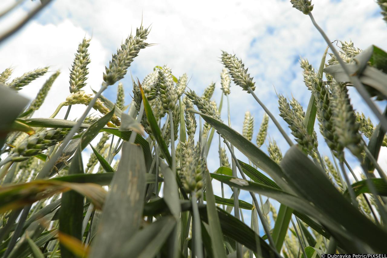 Baranjske njive zasijane različitim kulturama