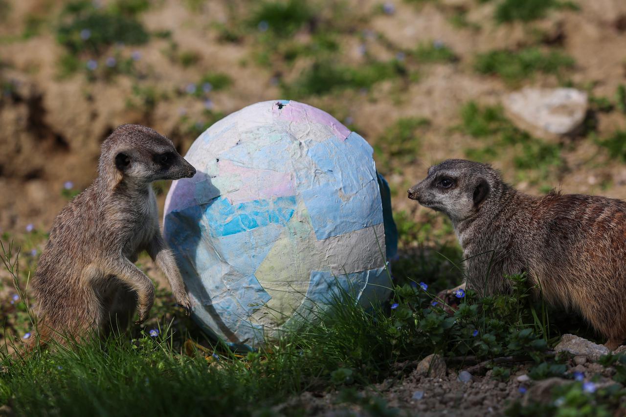 Zagreb: Stanovnicima Zoološkog vrta stigle pisanice
