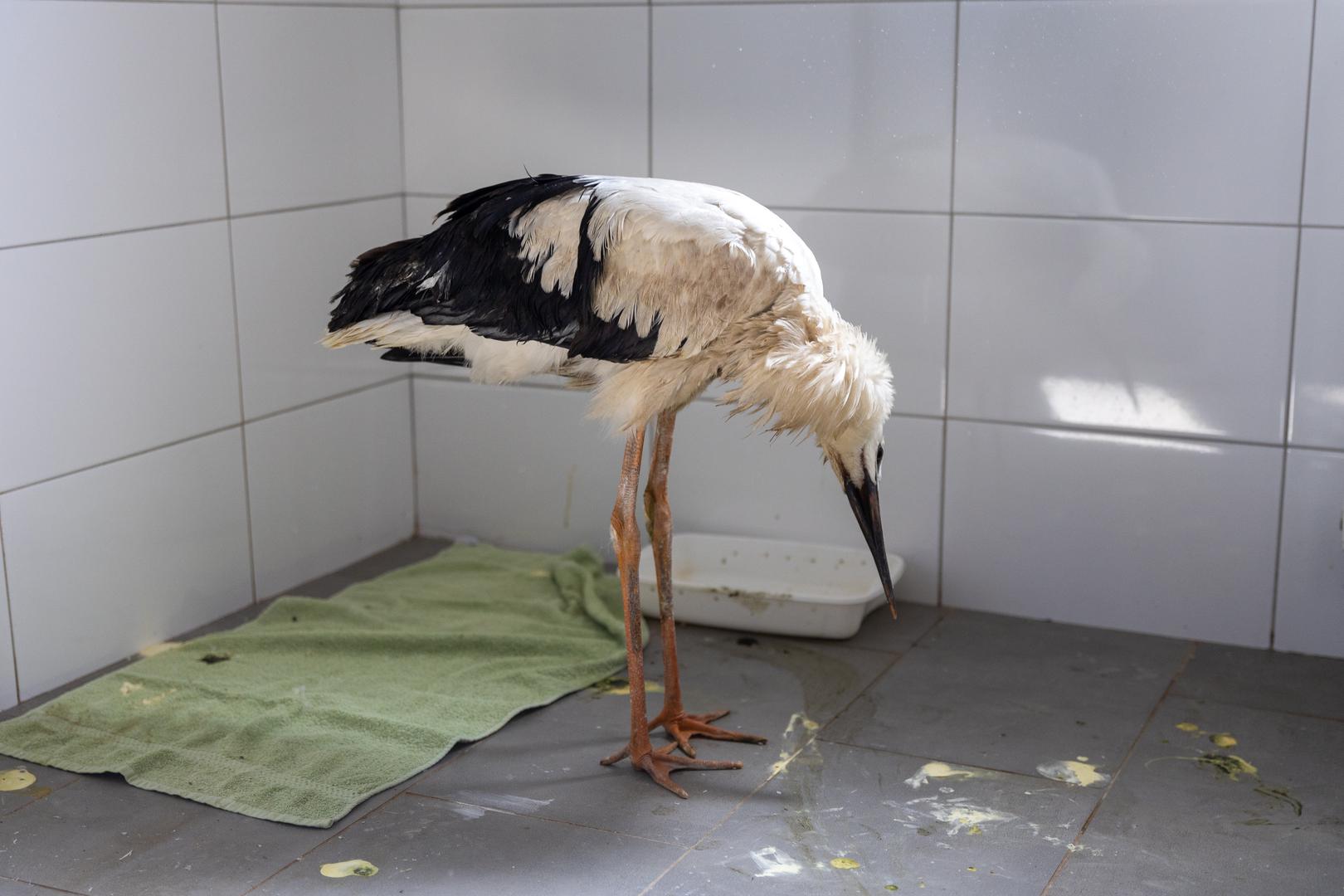Nakon veterinarskog pregleda, utvrđeno je da je ptica pretrpjela višestruke ozljede po cijelom tijelu. Veterinari su pružili prvu pomoć u obliku infuzije i terapije, na što je roda dobro reagirala. Trenutno se nalazi u ZOO-u u Osijeku gdje uspješno prolazi proces oporavka.