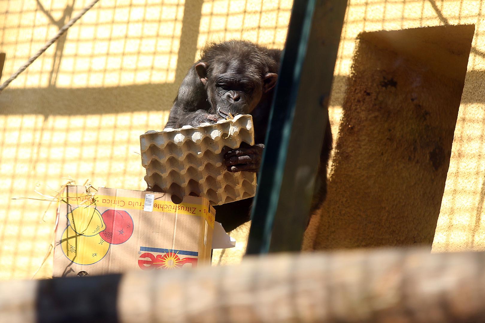 Danas životni prostor dijeli sa Sarom i Meggy. Veseljak je, no ni izležavanje na suncu mu nije strano", kažu timaritelji.