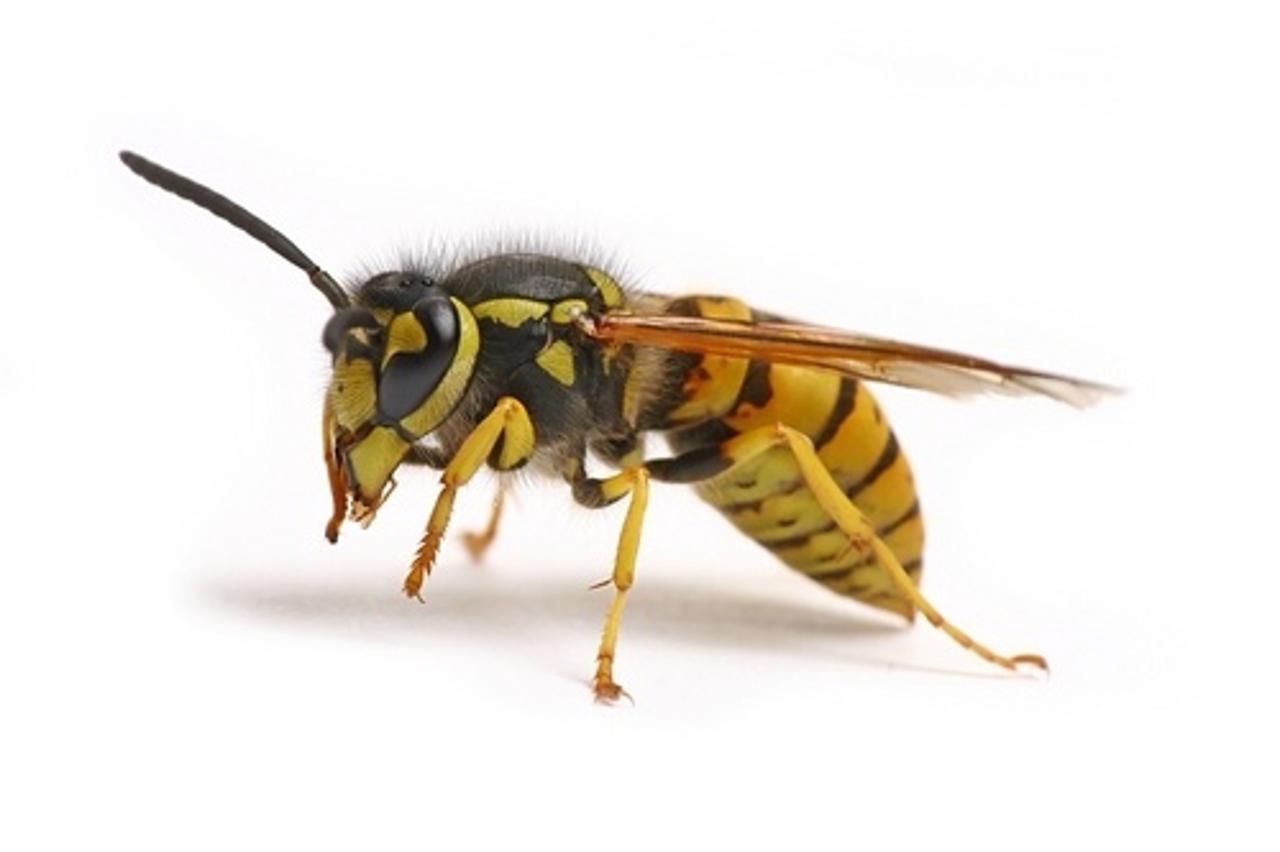 'pcela1_nnn_ziv_280410'