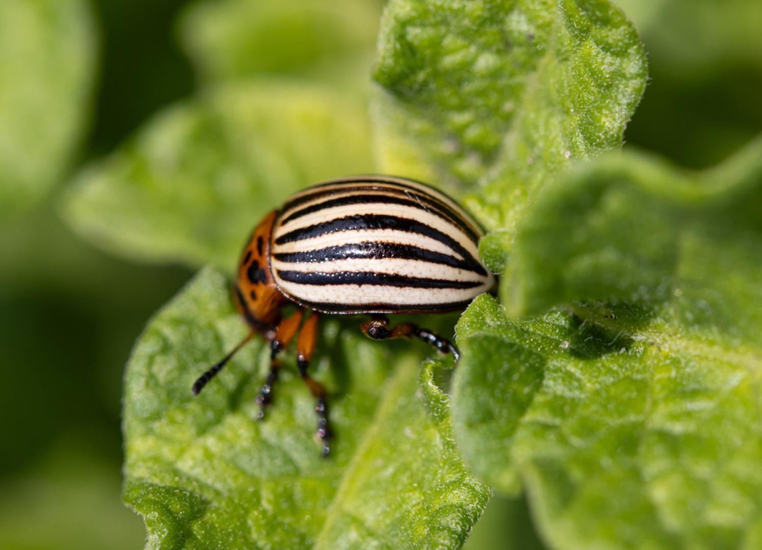 Krumpirova zlatica: Ovaj nametnik najpoznatiji je po napadima na krumpir, ali može se pojaviti i na drugim biljkama iz iste porodice, poput rajčice. I odrasli kukci i njihove ličinke hrane se lišćem, a ako ih ima mnogo, mogu potpuno ogoliti biljku. Najbolje ih je redovito ručno skupljati, uništavati jajašca s donje strane listova i pratiti biljke od samog početka sezone.