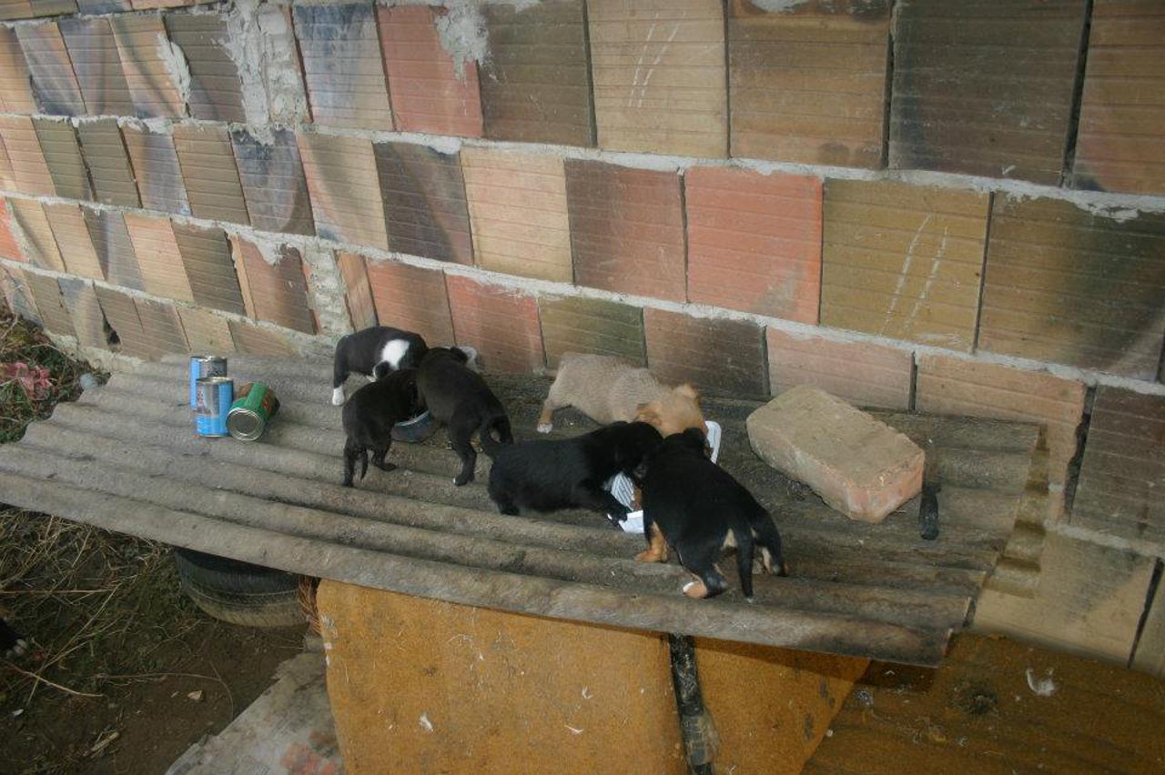 Napušteni psi i mačke grada Vukovara (1)