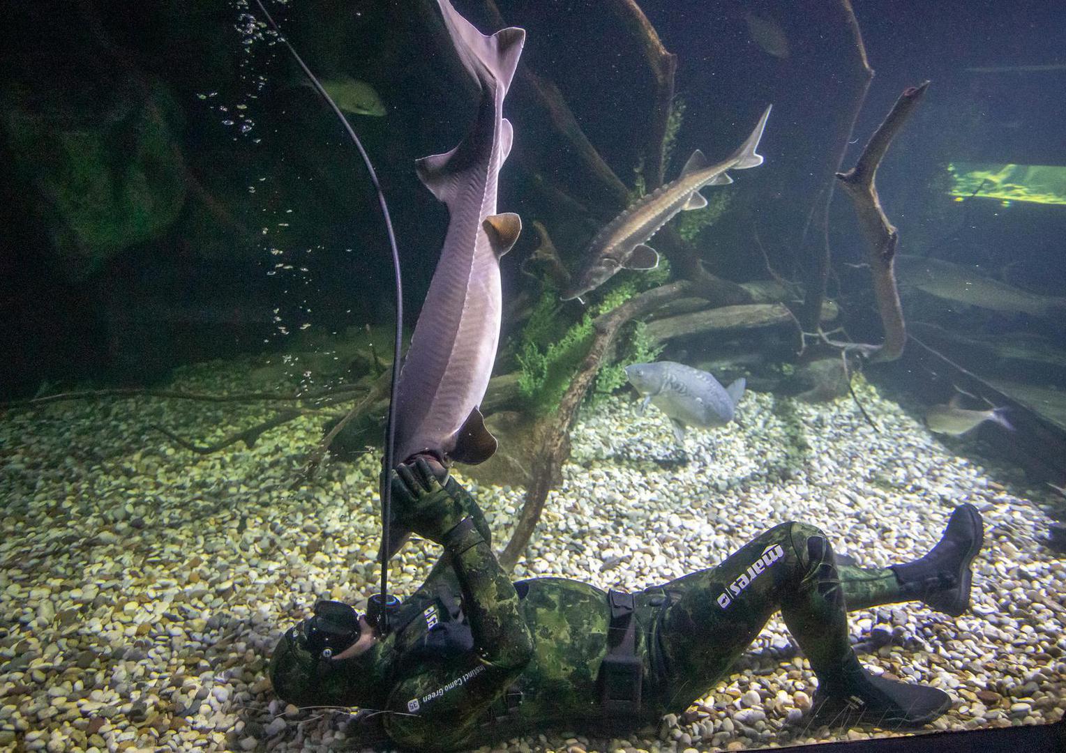 14.11.2023., Karlovac - Marin Jarnjak ronioc je u Slatkovodnom akvariju - Aquatika gdje svakog tjedna uranja u akvarije koje cisti i odrzava. Tijekom ciscenja Marin se igra sa ribama, posebice jesetrama koje su drustvene i vole mu jesti iz ruke. Photo: Kristina Stedul Fabac/PIXSELL