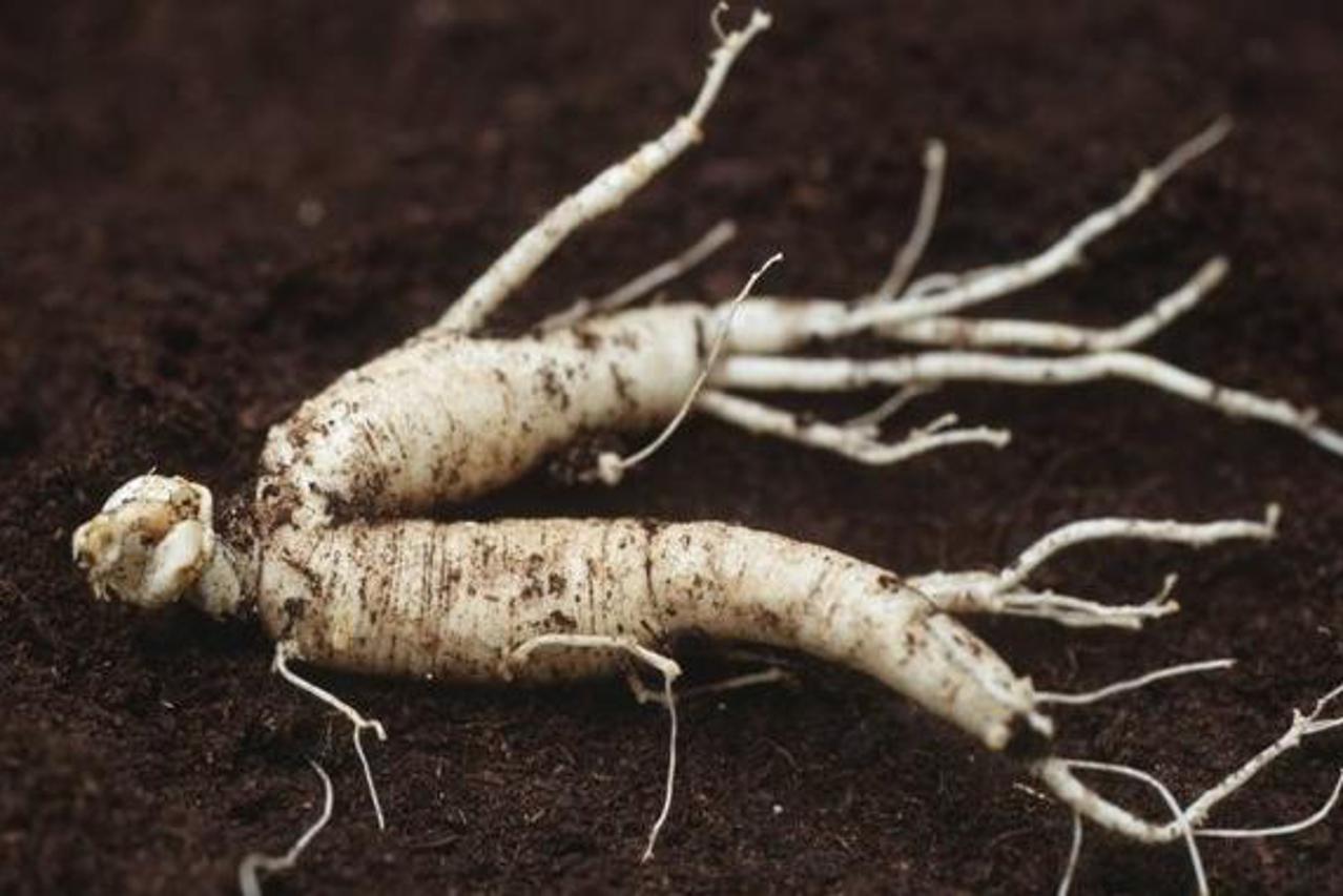 Ginseng