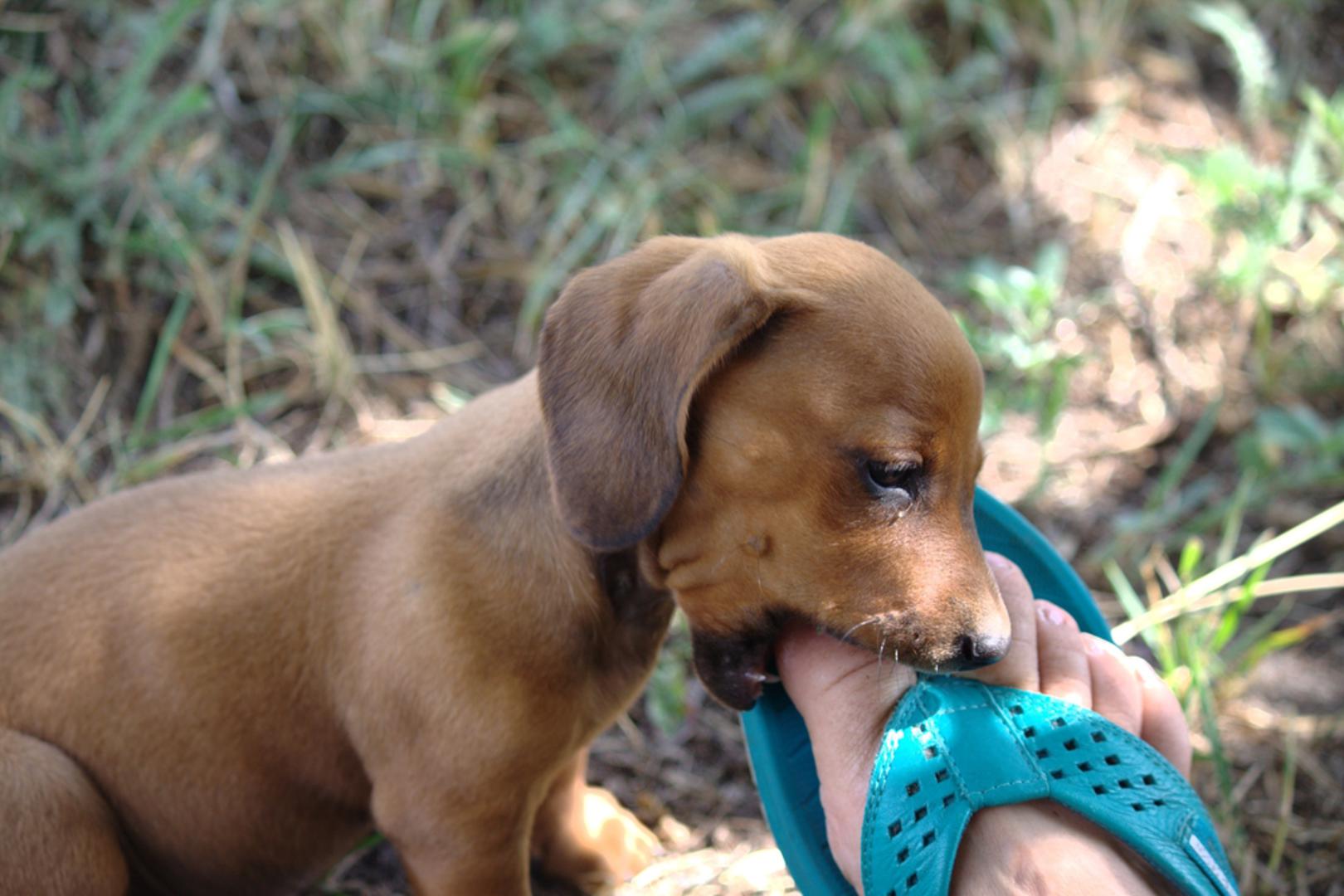 Nadalje, grickanje je prirodni način igre među štencima. Tako uče koliko je ugriz prejak. Kada dođu u novi dom, mogu isto pokušati i s ljudima. Osim toga, štenci svijet upoznaju ustima, kao što to mala djeca rade rukama.