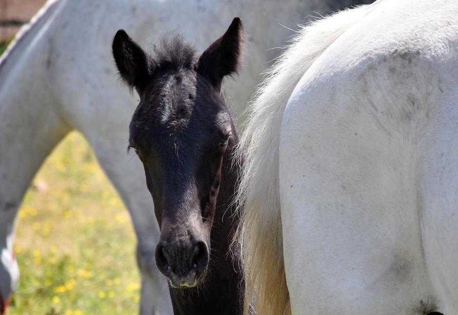 Ergela Lipik u doba pandemije postala bogatija za deset ždrebadi, a očekuju još dvoje