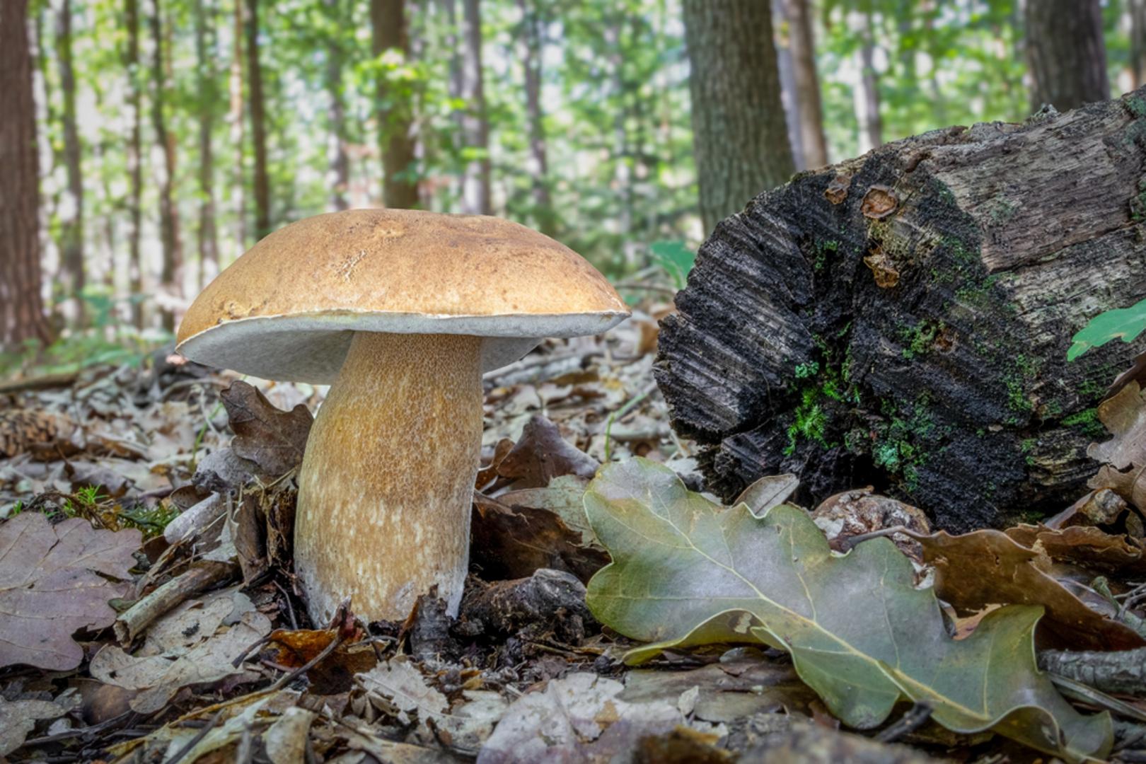 Ispod hrastova: Hrastove šume, osobito starije i prozračnije, prava su riznica vrganja. Ovdje se gljive pojavljuju u skupinama, a često su skrivene ispod sloja lišća. Hrast i vrganj stvaraju mikorizu, pa se upravo pod ovim drvećem često može naići na najkrupnije i najčvršće primjerke.