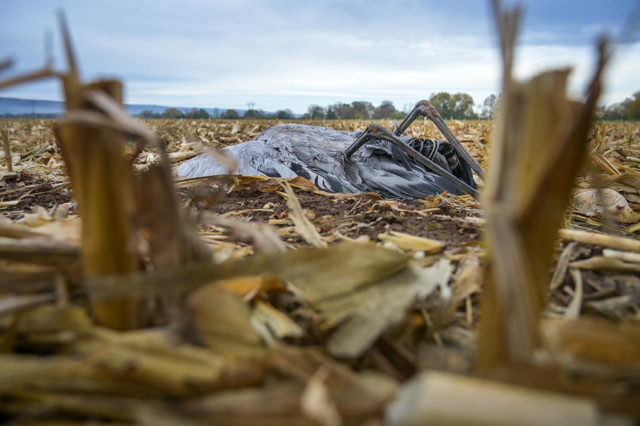 Kelbra: Pti?ja gripa u Saskoj-Anhaltu