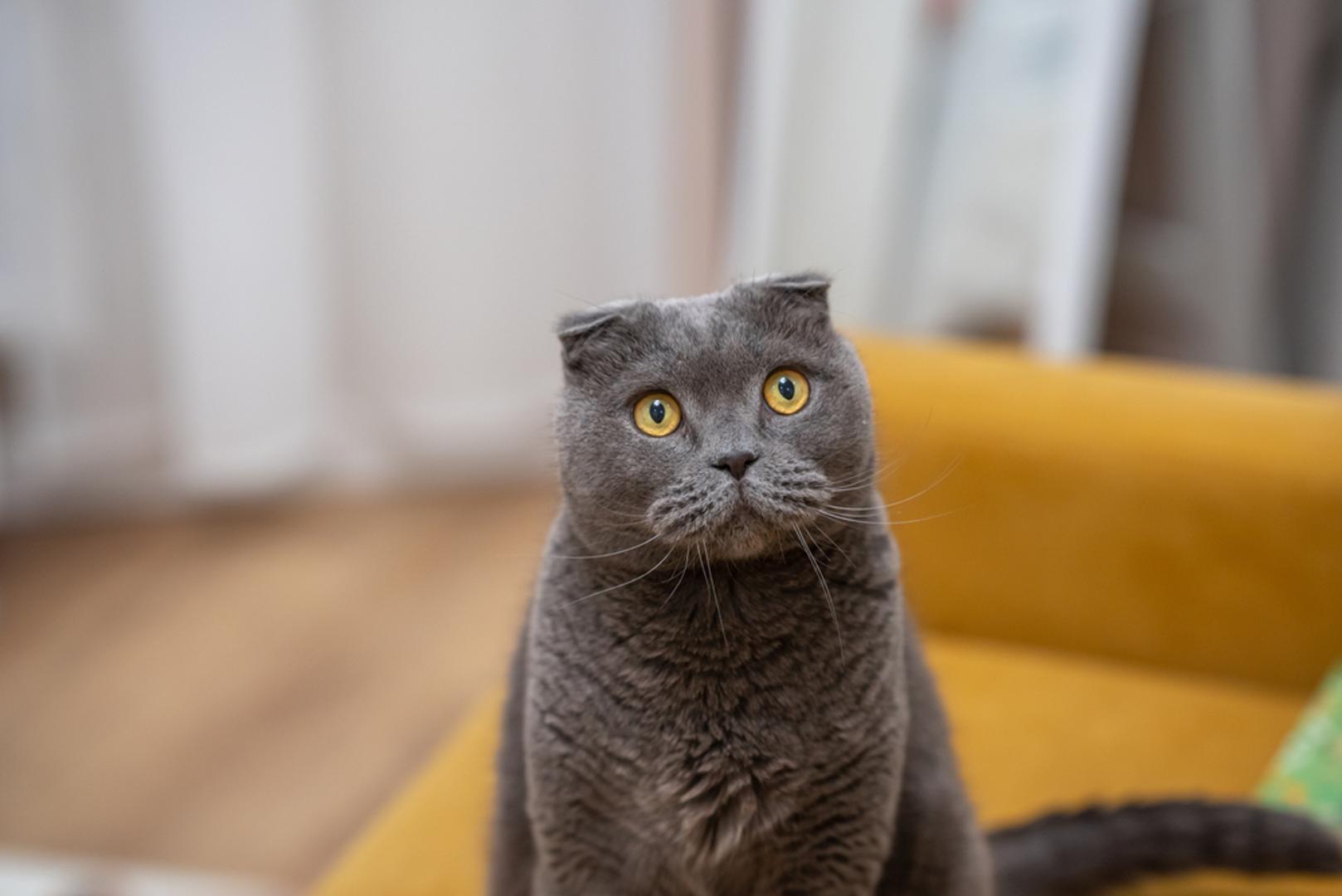 5. Škotski fold: Ove mačke se općenito smatraju izvrsnim izborom za početnike zbog svoje ljubazne, mirne i fleksibilne naravi. Zahtijevaju minimalno održavanje, tihi su sustanari i dobro se integriraju s mladima i drugim kućnim ljubimcima. Radi se o pasmini koju karakteriziraju prepoznatljive preklopljene uši i zaobljena tjelesna građa. Prva mačka ove pasmine rođena je u Škotskoj 961. godine, noseći genetsku mutaciju odgovornu za prepoznatljivi preklop na ušima. No, zbog ove genske mutacije, Udruga za zaštitu mačaka potiče ljude da izbjegavaju nabavku ove pasmine jer dotične mačke često mogu imati ozbiljne zdravstvene probleme koji uzrokuju bol i smanjuju kvalitetu života.