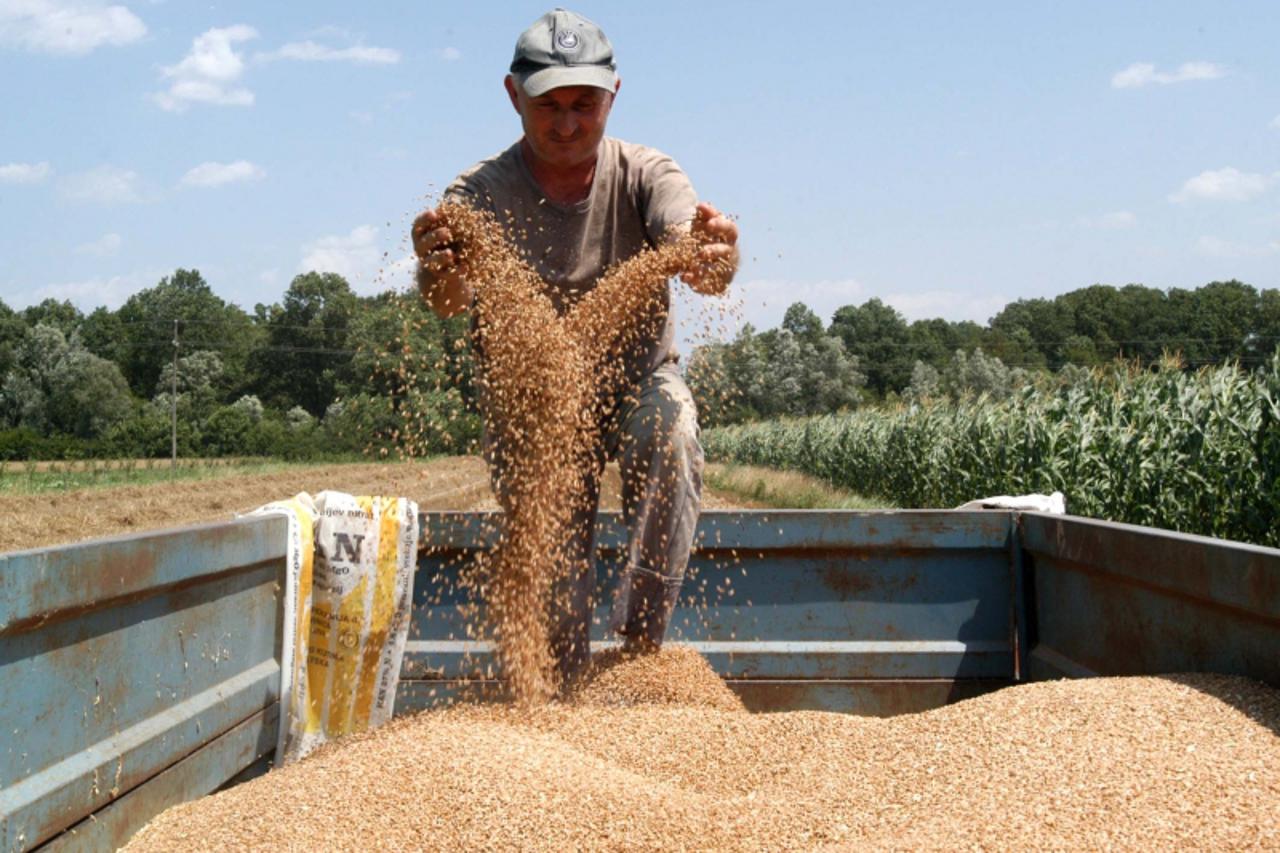 \'psenica....sla...slavonski brod...230608... ovih dana traje tihi rat izmedju zzito zajednuica i seljacckih udruga  snimio:ivica galovic\'