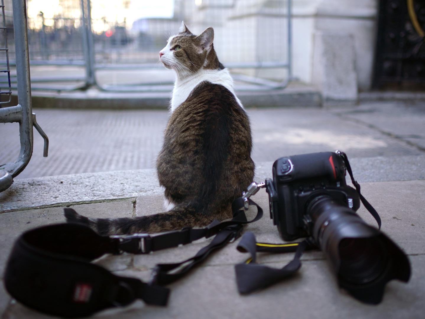 Za opće izbore, Larry je postavio svoj manifest kampanje na svom službenom računu na društvenim mrežama @Number10cat.
