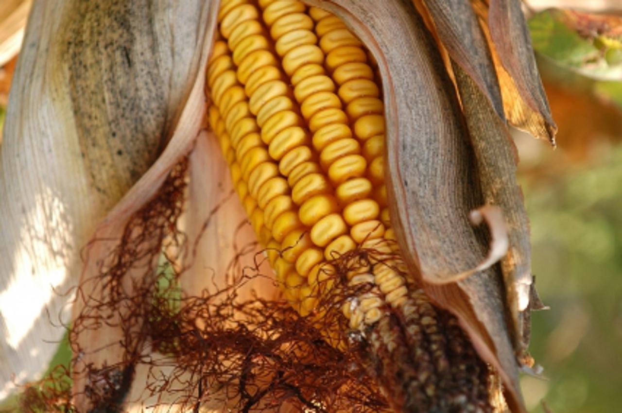 'za vrt.......15.09.2003. kukuruz - susa unistila urod snimio sinisa hancic'