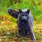 Avatar bluestar