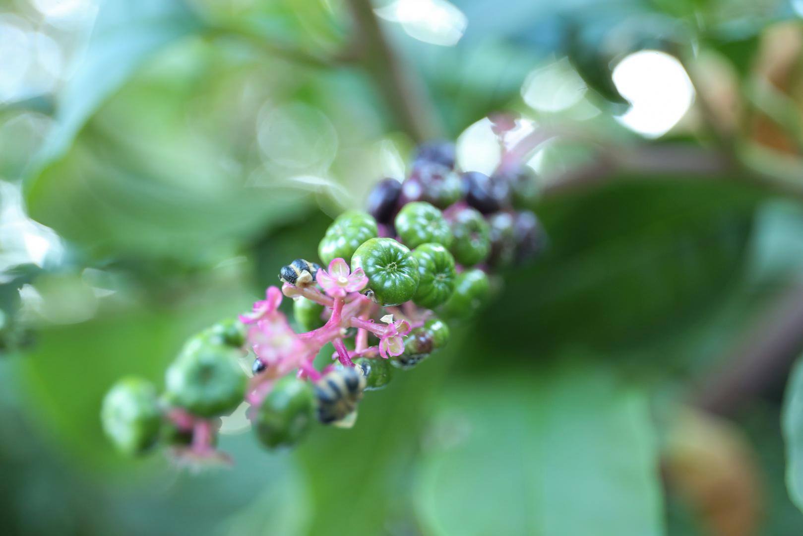 "Ona je otrovna, sadrži brojne biljne spojeve, pogotovo stariji dijelovi biljke, tako da, iako bobice, odnosno plodovi djeluju vrlo primamljivo, nije naravno poželjno konzumirati ih. Bitno je educirati djecu da to ne rade", objasnio je Sven Jelaska s Biološkog odsjeka PMF-a u Zagrebu.