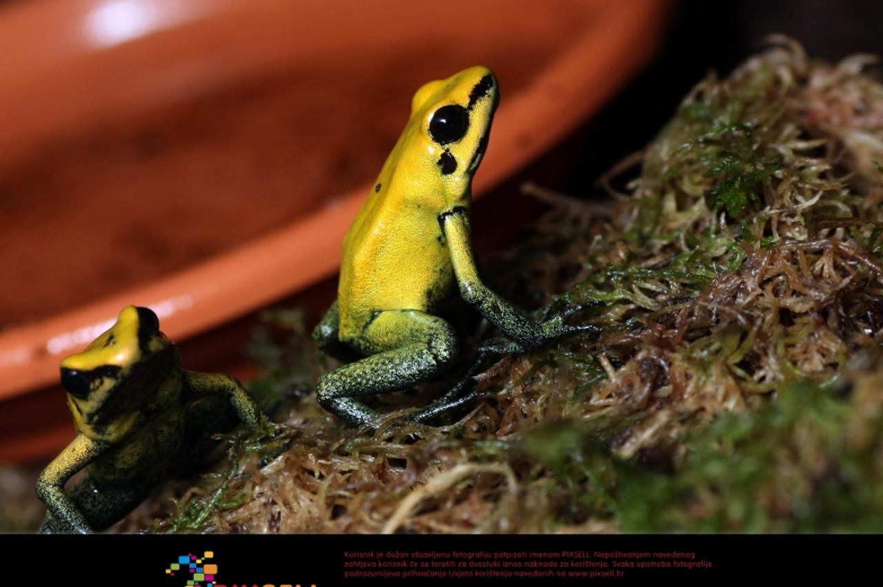 '09.01.2012., Maksimirska, Zagreb - U zagrebacki zooloski vrt stigle su otrovne zabe, koje su ujedno i najotrovnije zabe na svijetu. Dolaze iz porodice Dendrobatidae koja je skupni naziv za grupu zaba