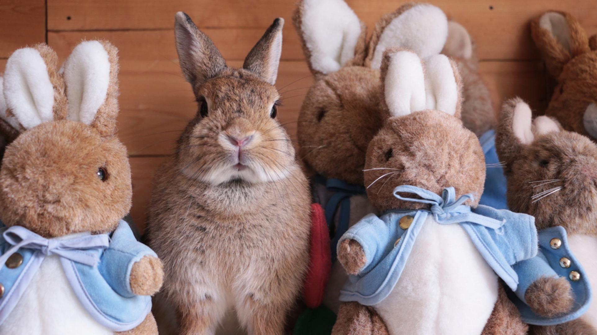Bliži se Uskrs, a uz piliće i pisanice ovih dana posvuda nailazimo na zečeve. No, osim čokoladnih, posljednjih godina pravi zečevi se ubrajaju među najpopularnije kućne ljubimce. Iskustva vlasnika pokazuju da u pravom domu mogu biti divni i nježni pratitelji. Tihi su, ne zauzimaju puno prostora i ne trebaju svakodnevne šetnje, zbog čega se mnogima čine kao idealan izbor, osobito za stan, piše PetMD. 