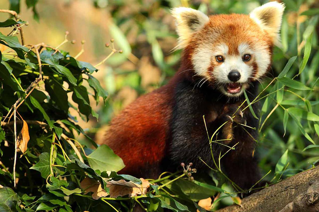 Crveni panda (Ailurus fulgens)