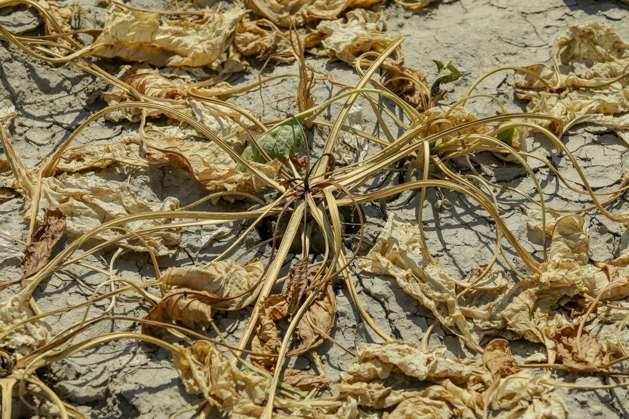 Velike suše izazvale su velike gubitke na usjevima u Kopačkom ritu