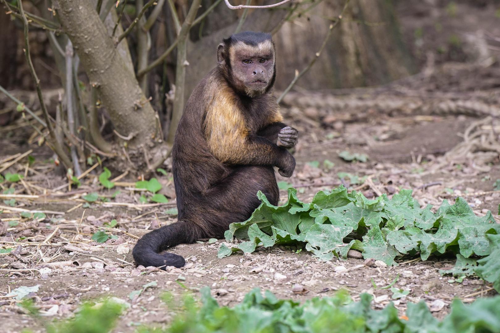 Na Uskrsni ponedjeljak iz Zoološkog vrta pozivaju sve na tradicionalno "Zekanje". Životinjama će se dijeliti pisanice, a podjela će započeti u 9.15 sati ispred nastambe smeđih medvjeda.