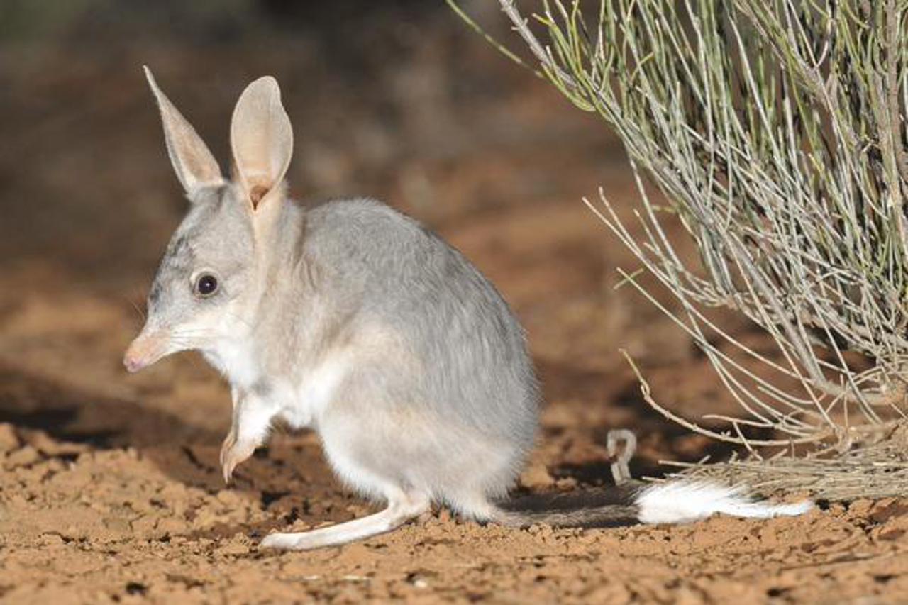 Australski tobolčar Bilby