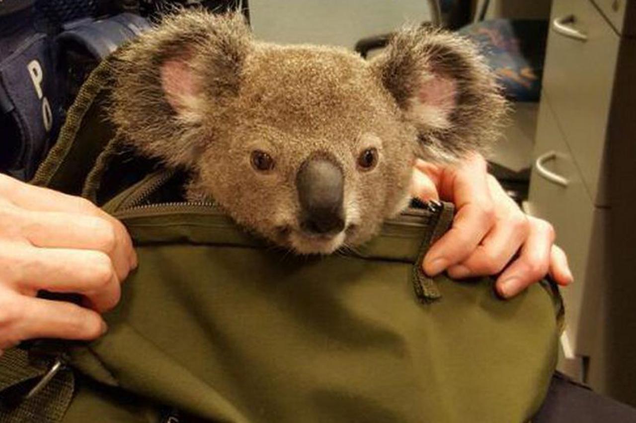 Australska policija u ruksaku je pronašla koalu