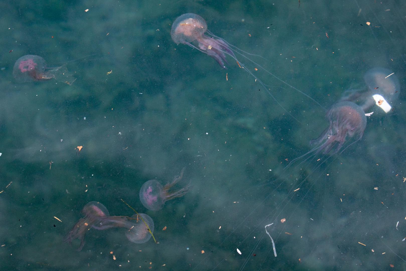 Za ispiranje mjesta uboda preporučuje se morska voda (nikako slatka koja pojačava bol!), a lovke se mogu ukloniti pincetom (nipošto rukama!). Korisno je mjesto uboda tretirati octom ili alkoholom koji deaktiviraju preostale žarnice.