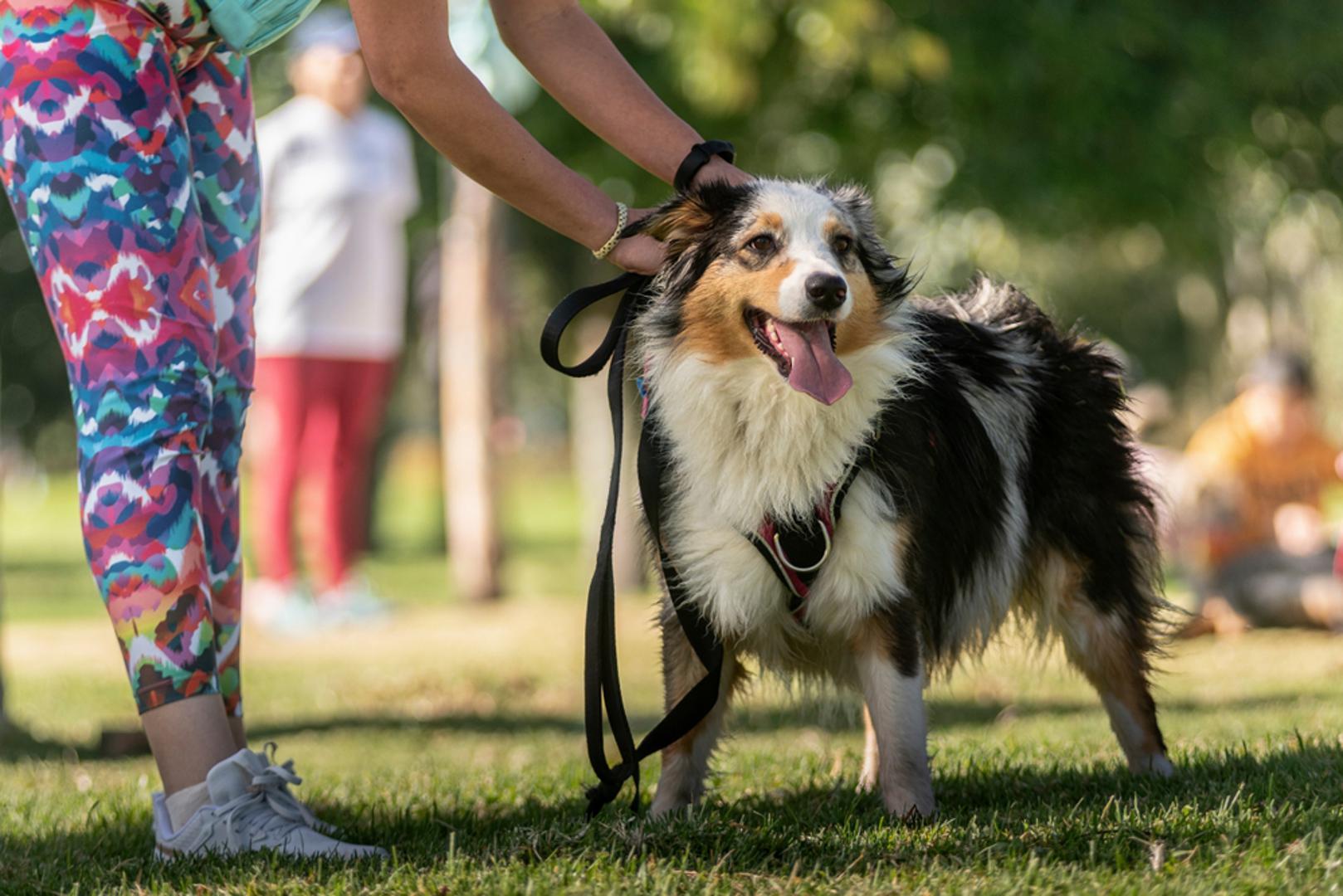 Shetlandski ovčar: Mini ovčar s velikim mozgom. Brz je, poslušan i osjetljiv na ton glasa; napreduje uz blage, jasne upute i mentalne zagonetke. Kratke, učestale sesije bolje mu odgovaraju od dugih, a rad na samopouzdanju smanjuje reaktivnost.