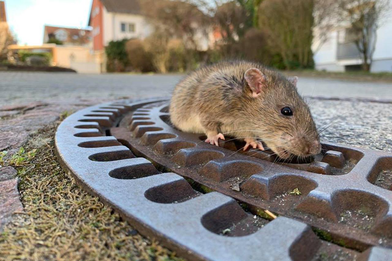 Štakorica se zaglavila u kanalizacijskom poklopcu